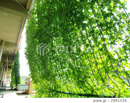 緑のカーテン 緑のカーテン 2991530