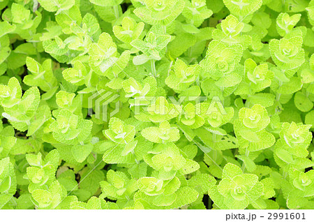 アップルミント アップルミント 2991601