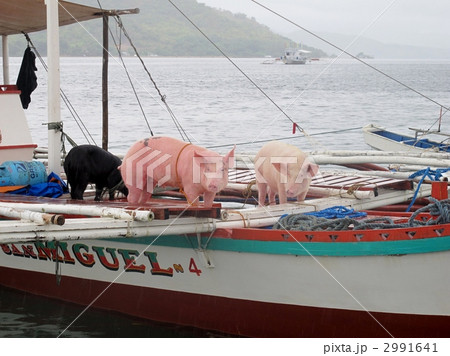 海を渡る豚 2991641