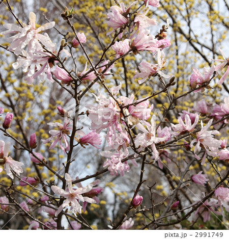 シデコブシ 2991749