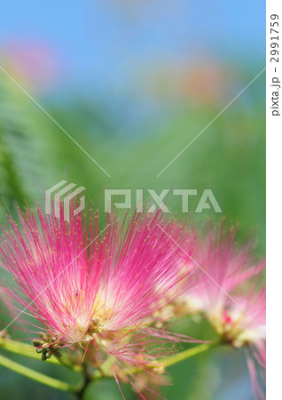 ネムノキの花 2991759