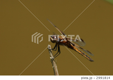 絶滅危惧種ベッコウトンボ♂未成熟 絶滅危惧種ベッコウトンボ♂未成熟 2991814