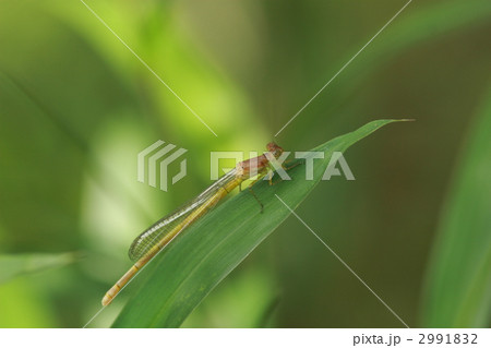 キイトトンボ 2991832