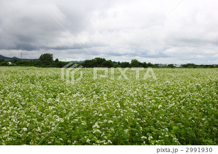 蕎麦畑 2991930