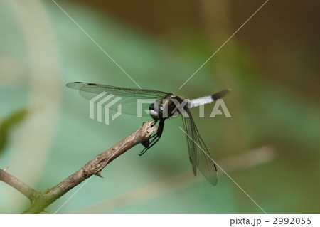 シオカラトンボ♂ 2992055