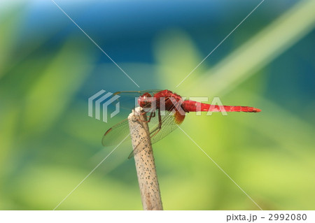 ショウジョウトンボ♂ ショウジョウトンボ♂ 2992080