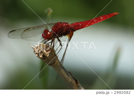 ショウジョウトンボ♂ ショウジョウトンボ♂ 2992082