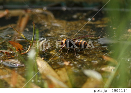 コガタスズメバチ 2992114