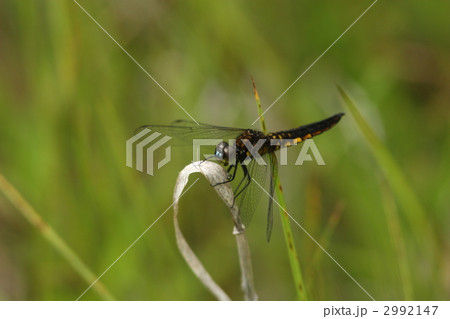 ハラビロトンボ♂ 2992147