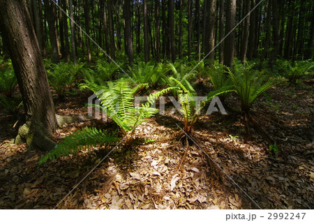 クサソテツの群生 2992247