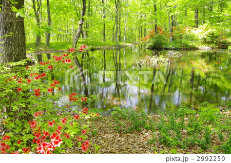 初夏の湖沼 2992250