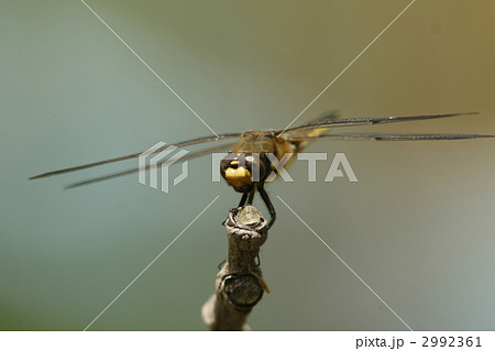ヨツボシトンボ ヨツボシトンボ 2992361