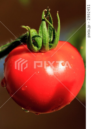 トマト トマト 2992451