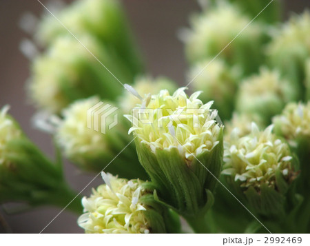 フキノトウの花 2992469