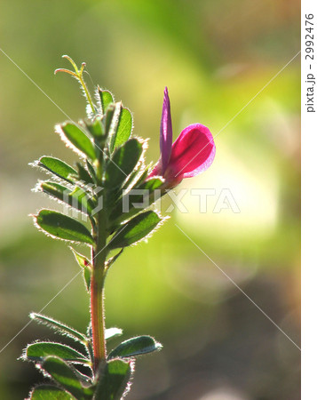 カラスノエンドウ 2992476