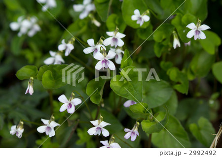 ニョイスミレ 2992492