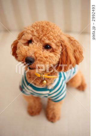 Ｔシャツを着たプードル 2992493