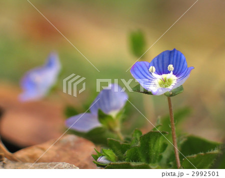 オオイヌノフグリ 2992501