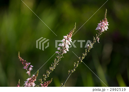 リナリア・プルプレア 2992519