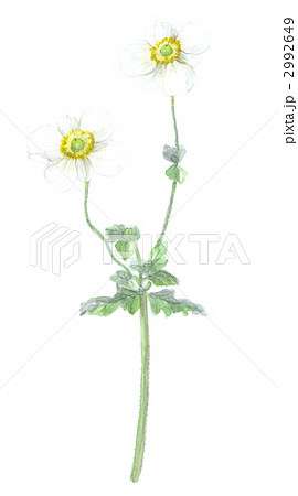 秋明菊　白色 2992649