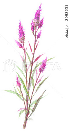 シャロン　野鶏頭　紫色 2992655