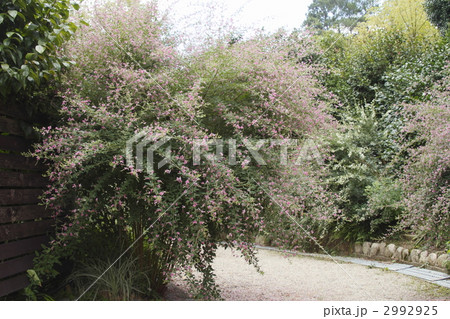 萩の咲く道 2992925