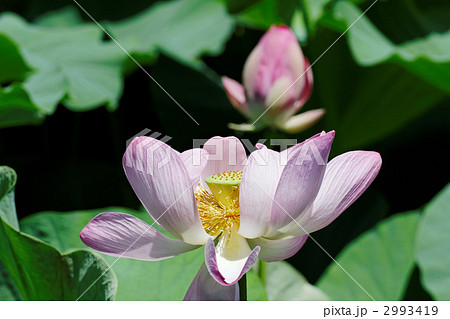 蓮の花と蕾 2993419