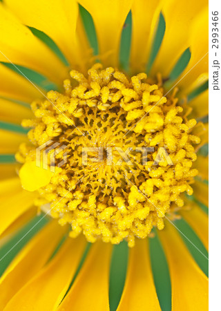 百日草　ジニア（学名 Zinnia）  2993466