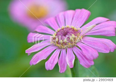 百日草　ジニア（学名 Zinnia） 2993469