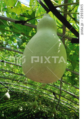 ひょうたん ① ひょうたん ① 2993845