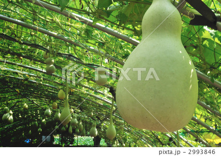 ひょうたん ② 2993846