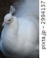 シロクジャク（アルビノ） 2994137