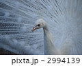 シロクジャク（アルビノ） 2994139