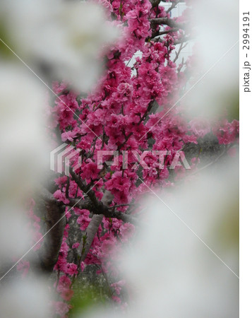 ハナモモ 2994191