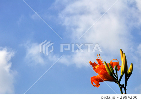 夏の花　野萱草 ① 2994200