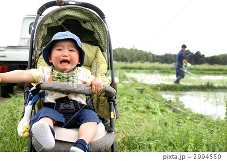 田んぼで号泣 2994550