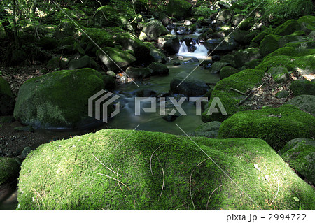 苔の生えた岩 苔の生えた岩 2994722