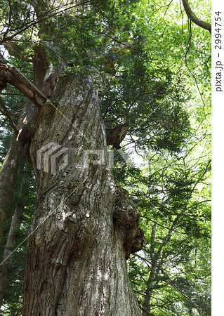 平重盛の木 2994754