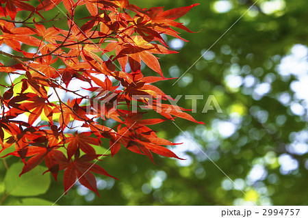 陽射しともみじ 2994757