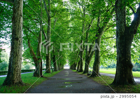 ドイツ　テュービンゲン　並木道 2995054