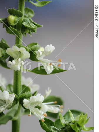 香草バジルの花 香草バジルの花 2995336