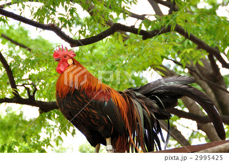ニワトリ ニワトリ 2995425
