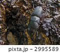 ヒラタクワガタ 2995589