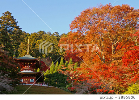 勝尾寺の紅葉 2995906