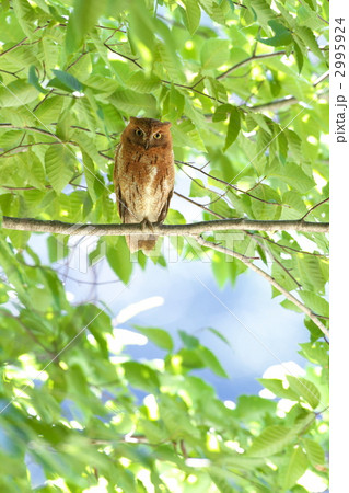 コノハズク 2995924