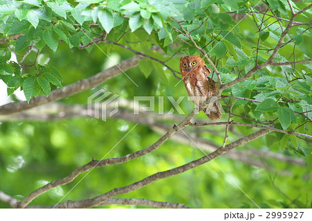 コノハズク 2995927