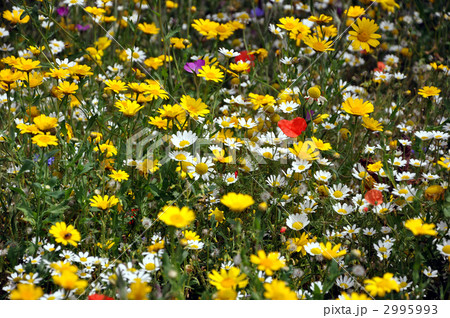 ワイルドフラワー ワイルドフラワー 2995993