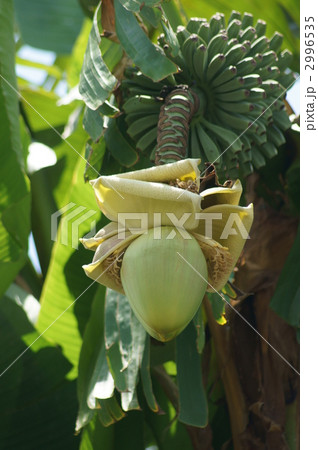 バナナの花が咲きました。 バナナの花が咲きました。 2996535