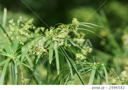 棕櫚蚊帳吊 シュロガヤツリ 大きい蚊帳吊草です。 棕櫚蚊帳吊 シュロガヤツリ 大きい蚊帳吊草です。 2996582