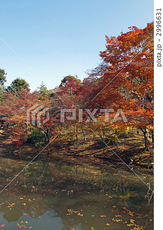 秋の高台寺 偃月池 秋の高台寺 偃月池 2996631